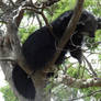 sleeping in a tree.