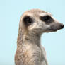 best side Meerkat