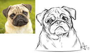 pug