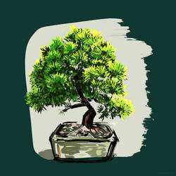 Bonsai Bloom