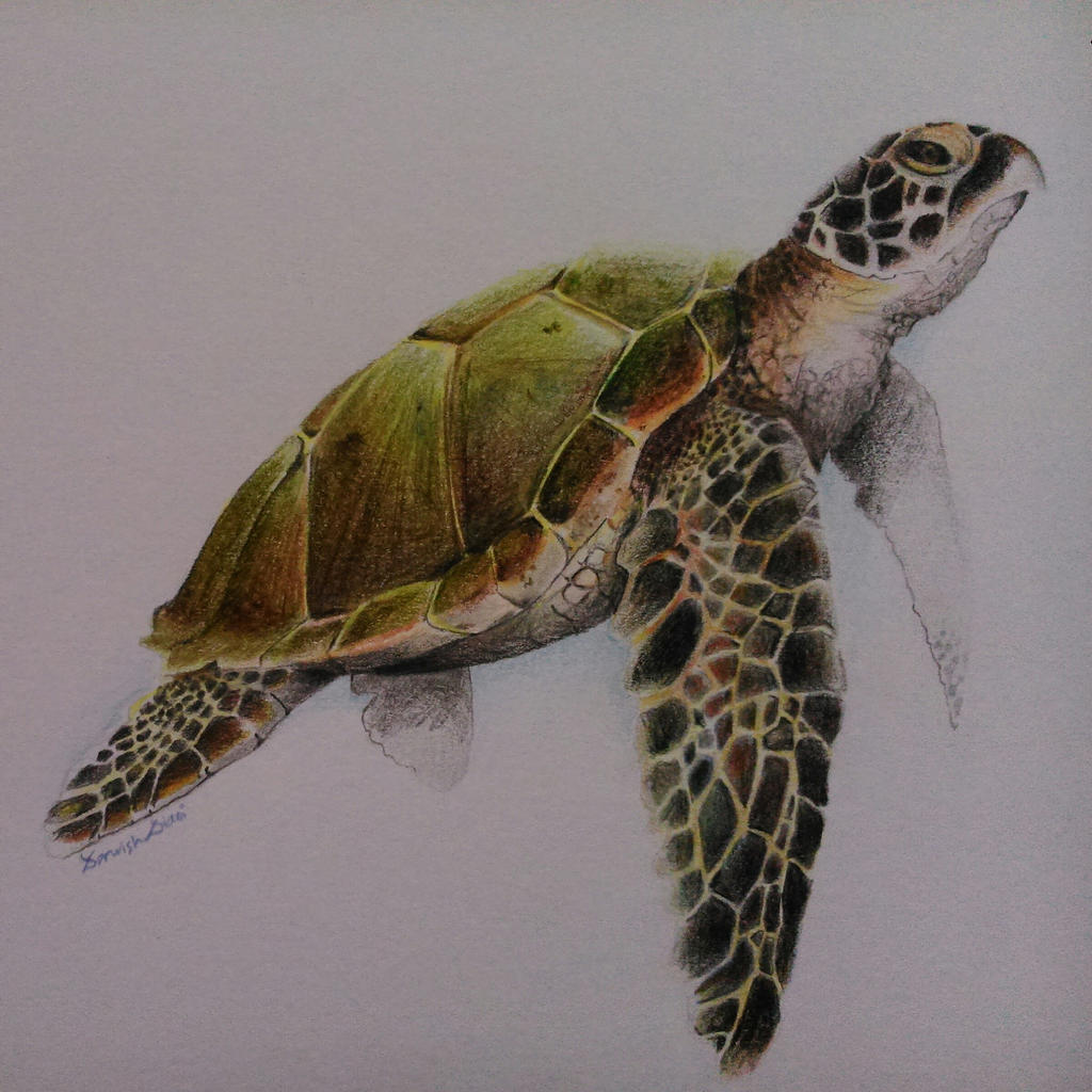 Sea Turtle by AwishDiani on DeviantArt