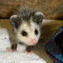 Baby opposum 2