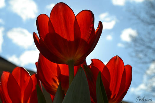 Petals Like Stained Glass