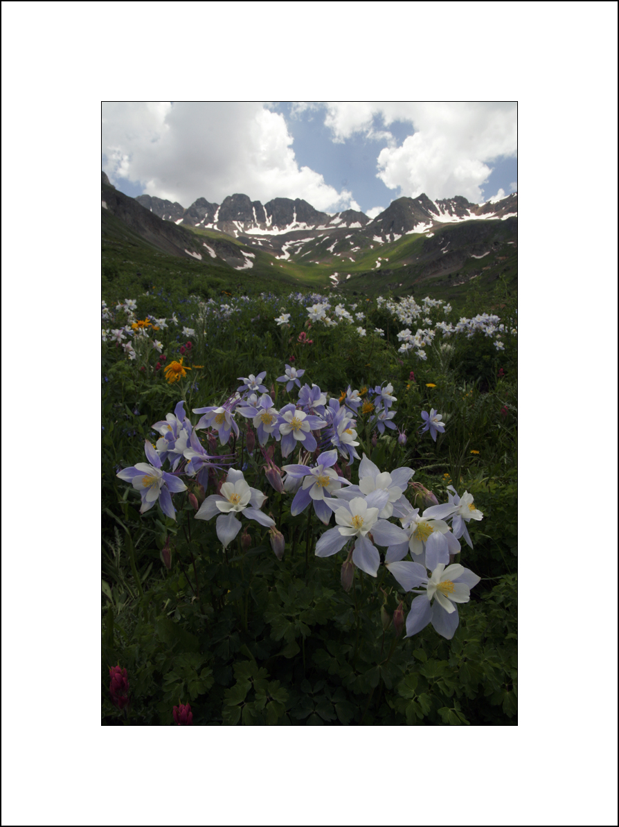 American Basin Columbine