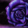 Purple Rose