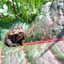 Baby Toad on a Leaf