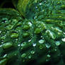 Macro - Water on Leaf