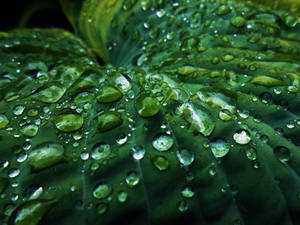 Macro - Water on Leaf