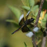 Dragonfly Close-up