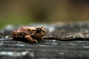 Grumpy Baby Toad