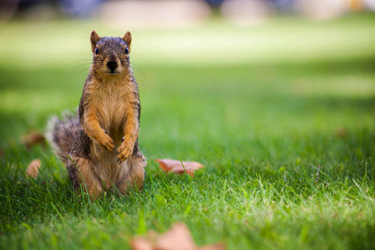 Foraging in the Park