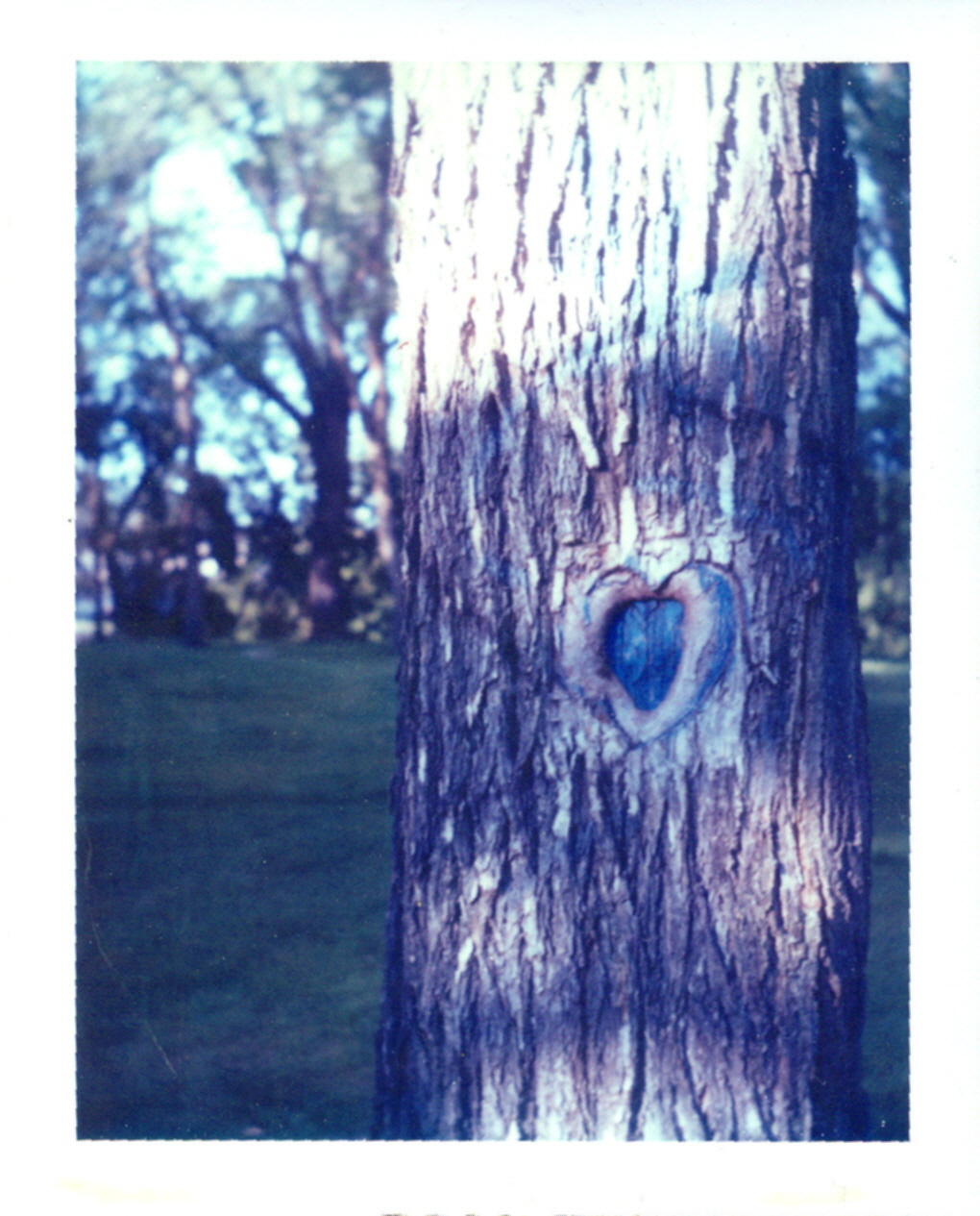 lovers tree