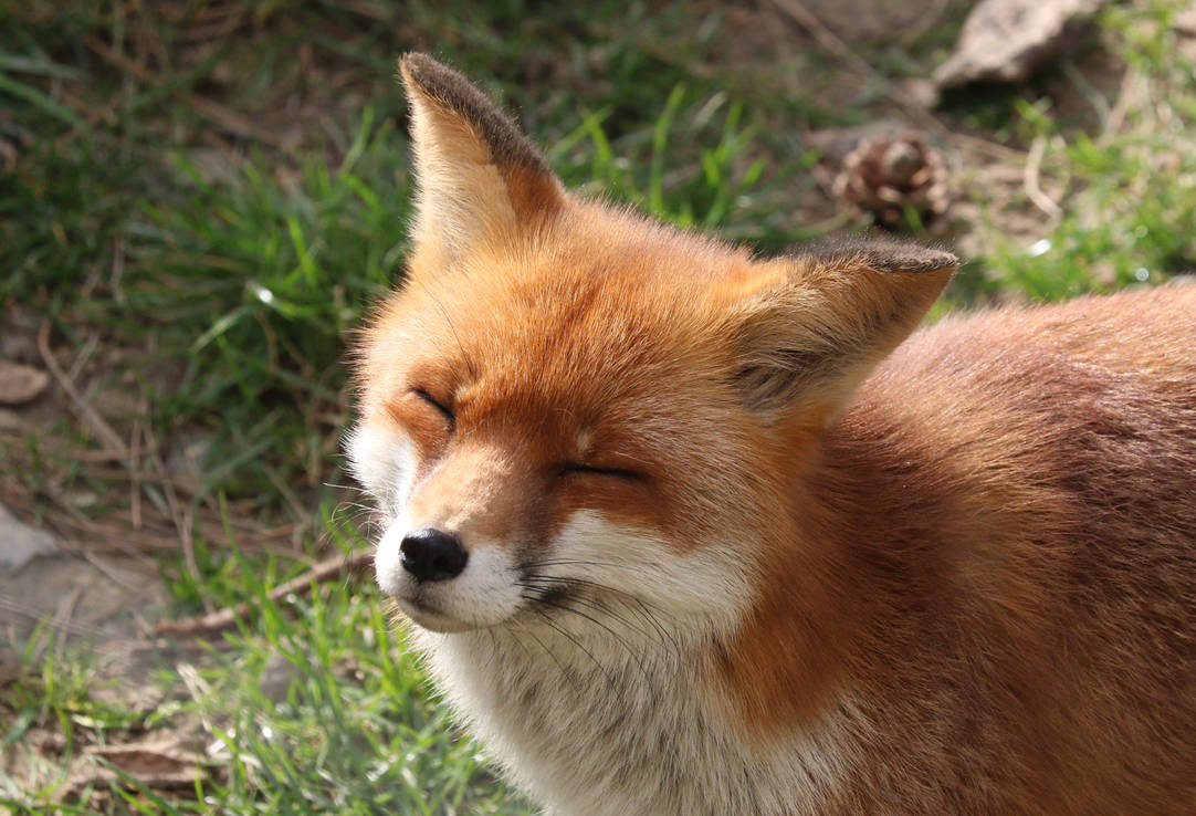 Those are foxes. Смешная лиса. Смешной Лис. Забавные лисы. Лиса улыбается.