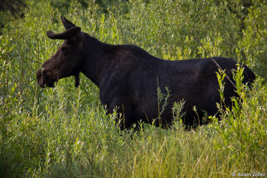 Moose (side profile)