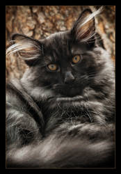 Norwegian Forestcat: Nero II