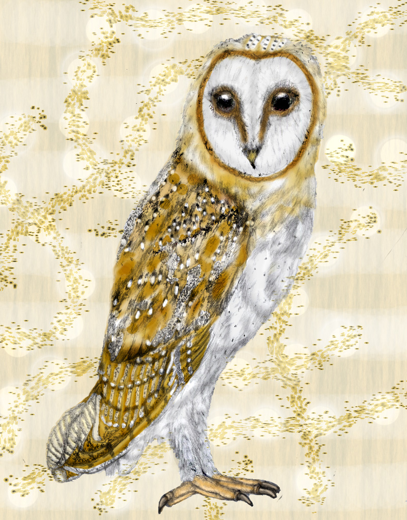 tyto alba