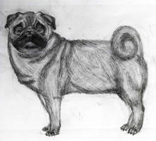 Pug!