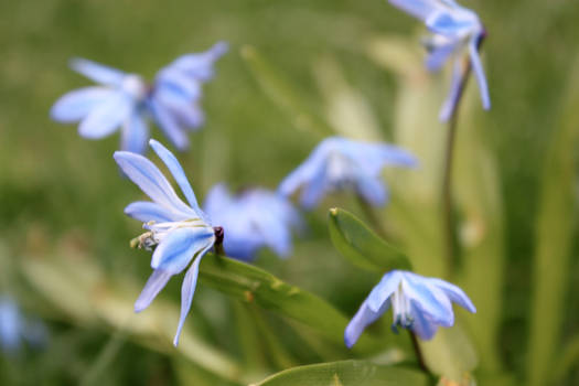 blue petals