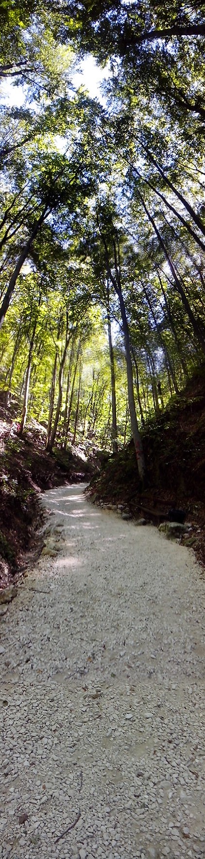 Forest panoramic