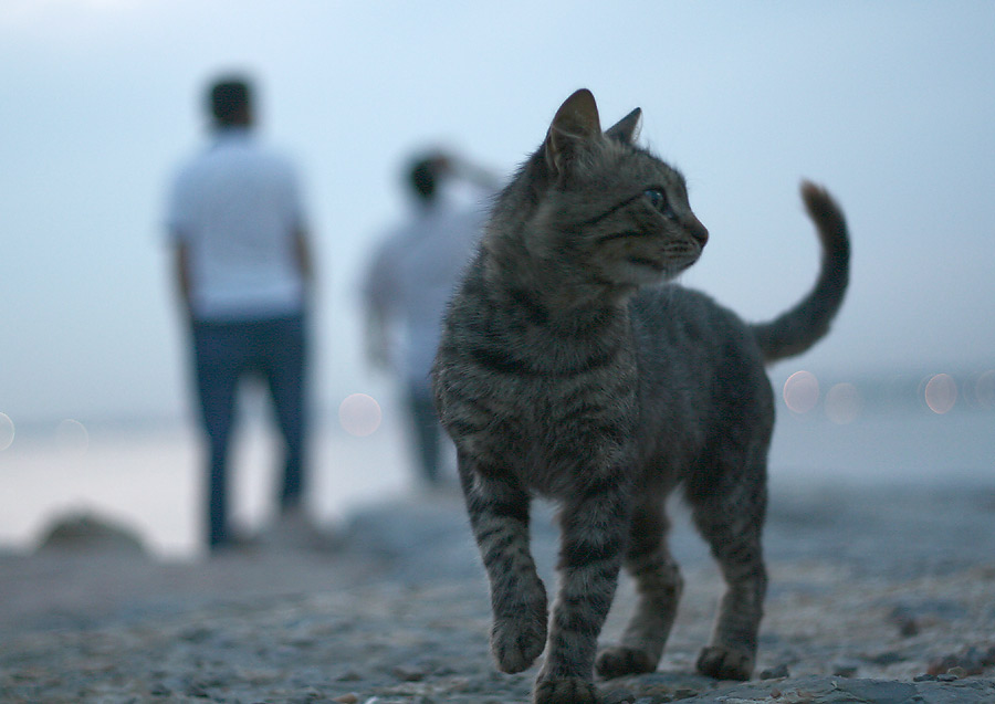 stray in istanbul