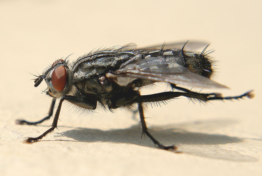 cleaning fly