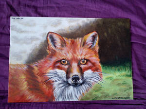 red fox