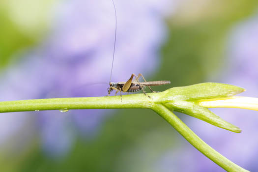 Cricket