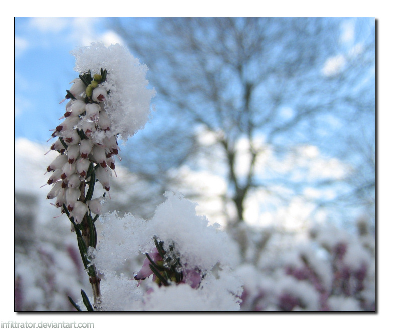 Spring Snow