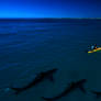 Sharks ABOUT to Attack