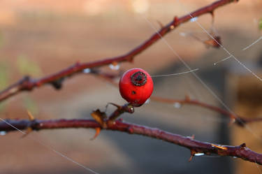 morning dew