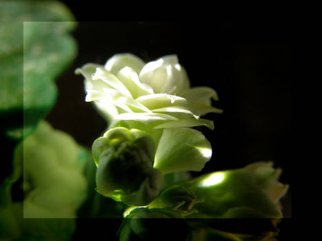 Kalanchoe One