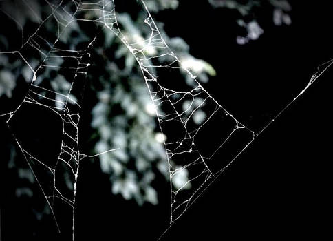 Spider web