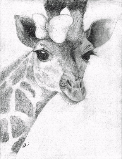 Giraffe Sketch