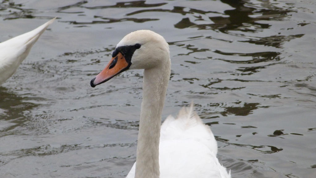 swan