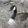 goose