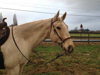 Dolly in the Rain