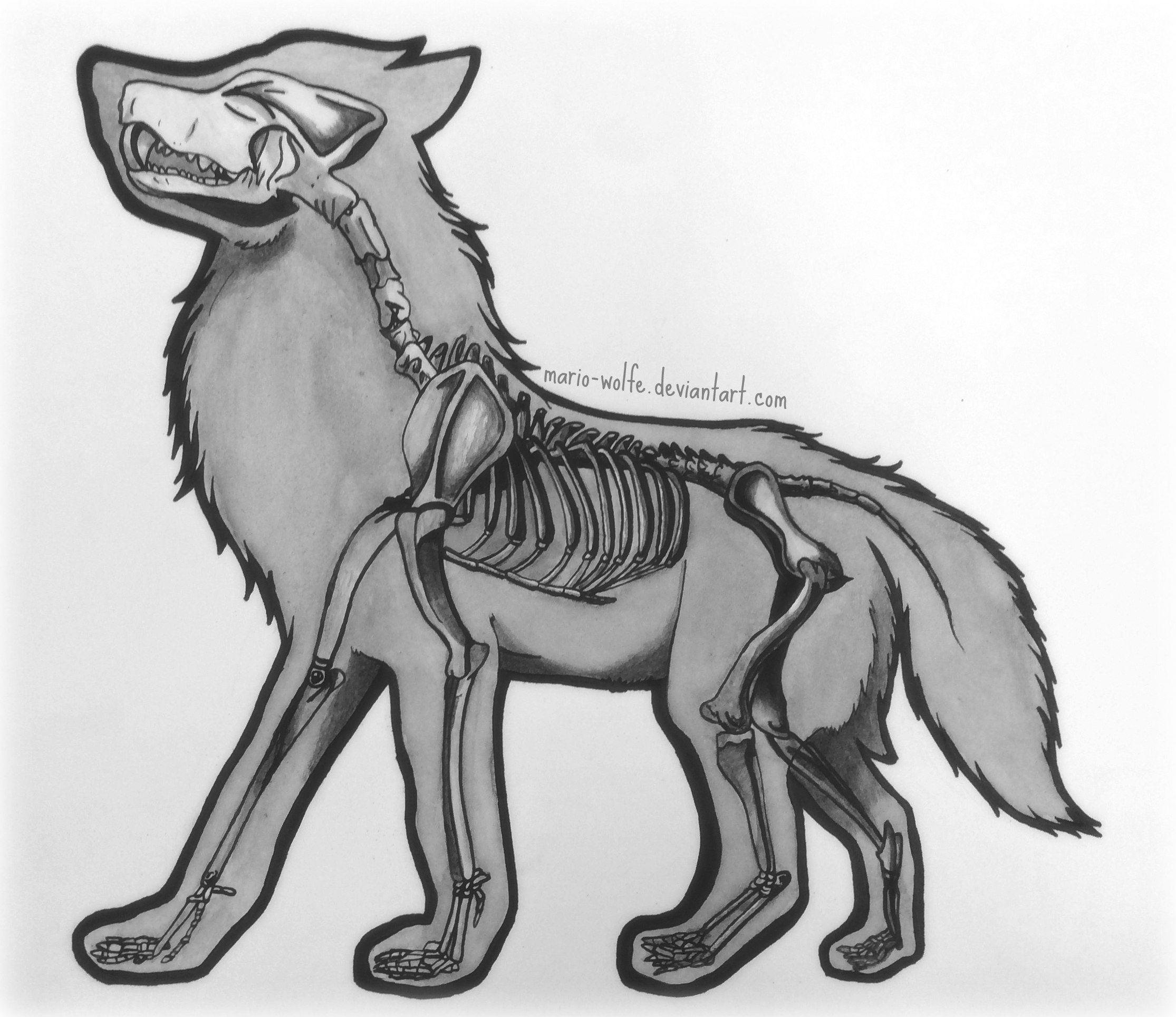 Overwolf Skeleton Wolf Skeleton by AlzMarioWolfe on DeviantArt