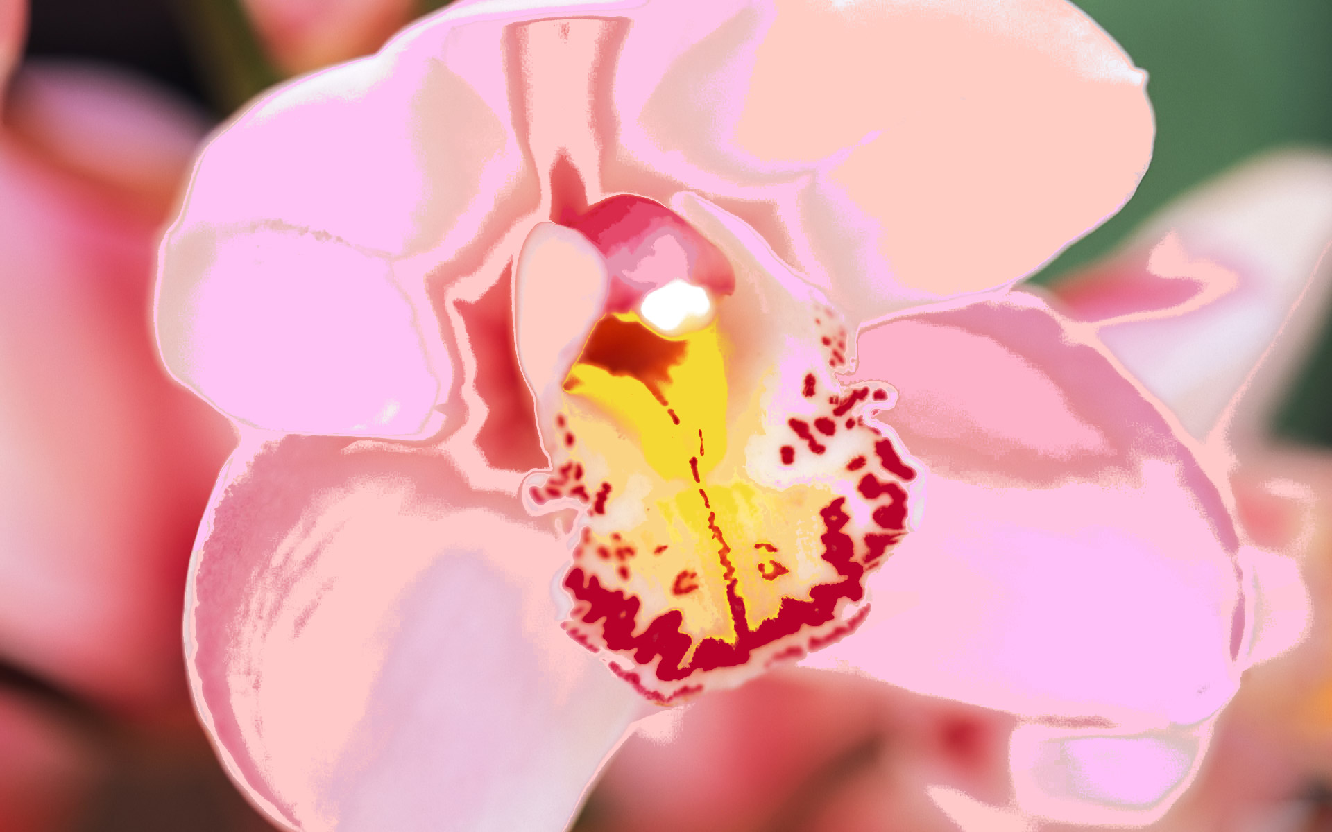 Orchid