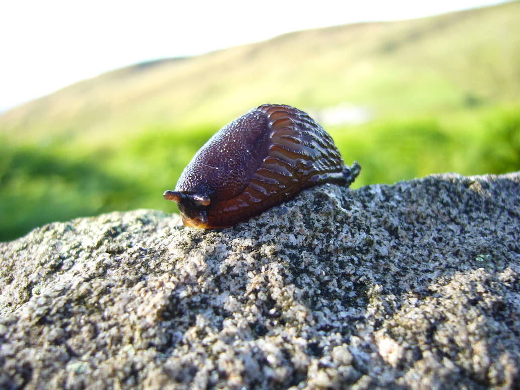 Fat slug by blaalb12 on DeviantArt