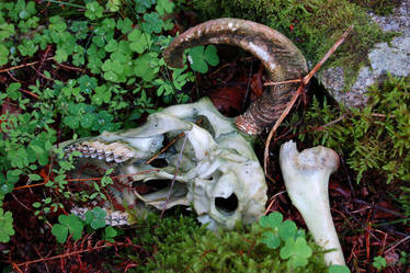 Ram skull