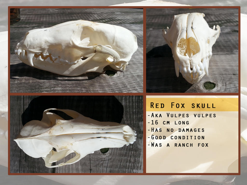 Fox Roting Skull Red fox skull by Foxydermy on DeviantArt