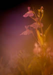 Lobelia erinus pendula by sandraa79