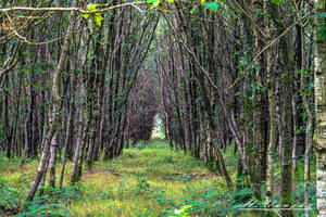 forest foret des aulneaux Orne France