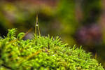 moss by hubert61