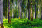 Forest1 Orne France by hubert61
