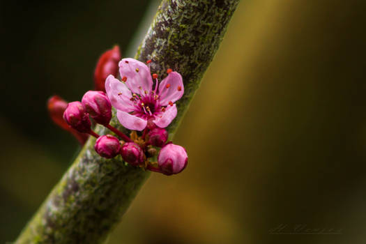 apple blossom