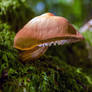 summer  mushroom