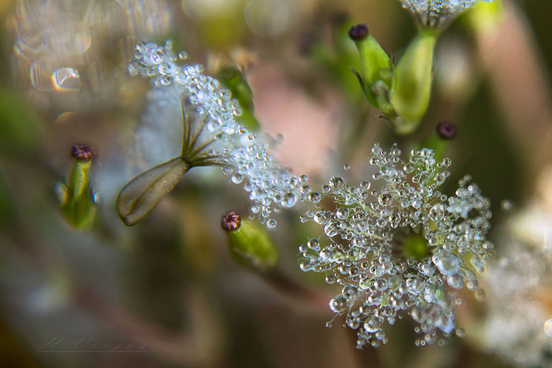 flower with dew by hubert61
