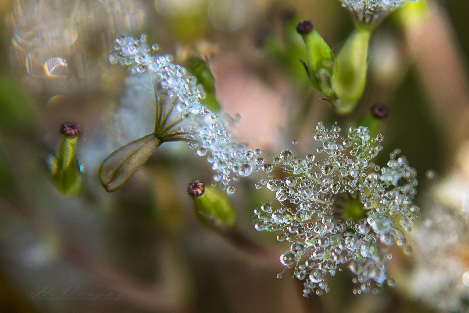 flower with dew by hubert61