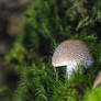 mushrooms9